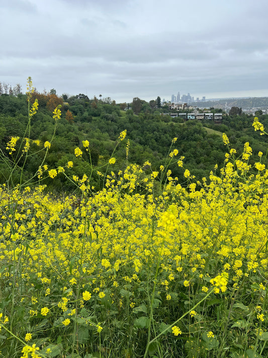 Springtime hiking loop at Ernest Debs Park